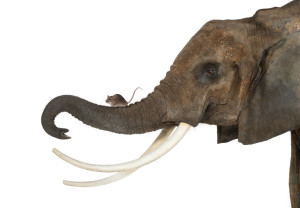 Close-up of a mouse standing on an elephant's trunk, isolated on white